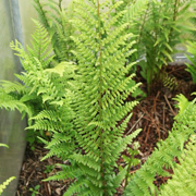 Hardy Fern Dryopteris ludoviciana